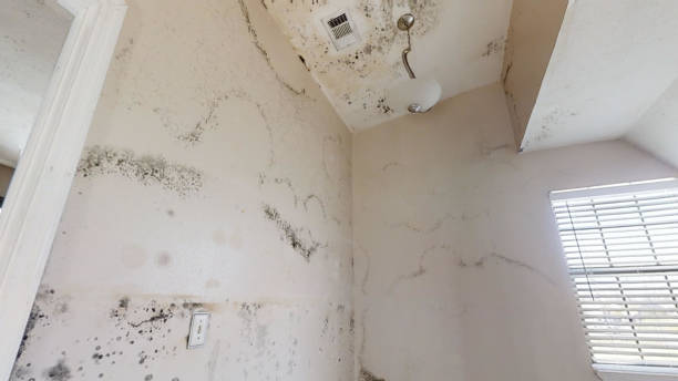 Telford, TN Mold Inspection, Removal & Remediation Company