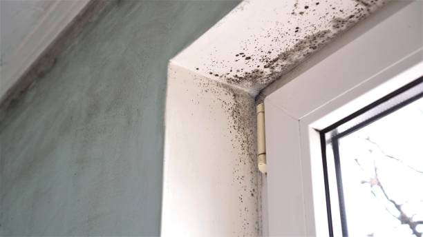 Best Mold Odor Removal Services  in Telford, TN