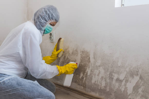 Best HVAC Mold Inspection and Cleaning  in Telford, TN