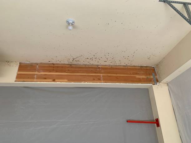 Best Air Quality Testing for Mold Spores  in Telford, TN