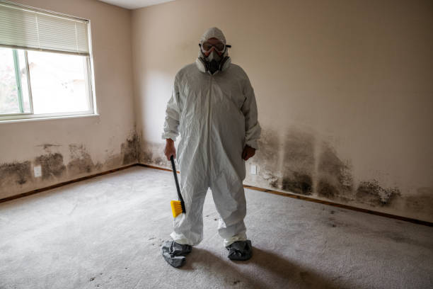 Best Mold Damage Restoration  in Telford, TN