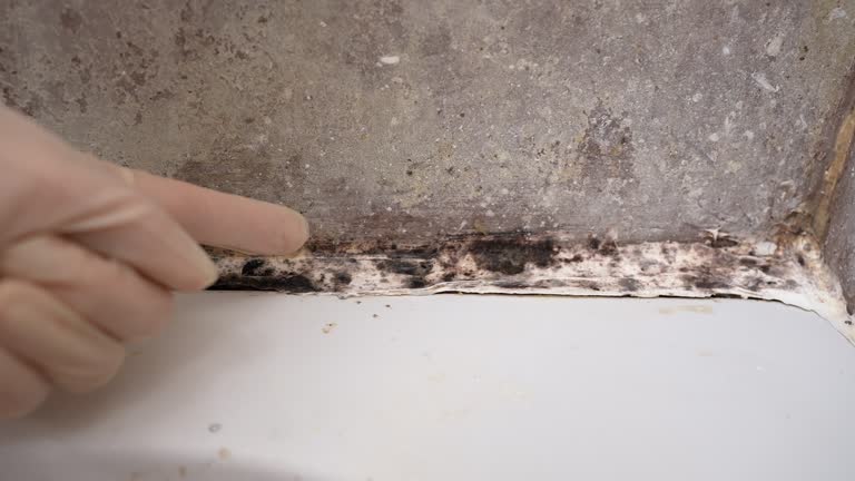 Best Mold Prevention Services  in Telford, TN